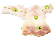 LifeNet Pulmonary Heart Valve